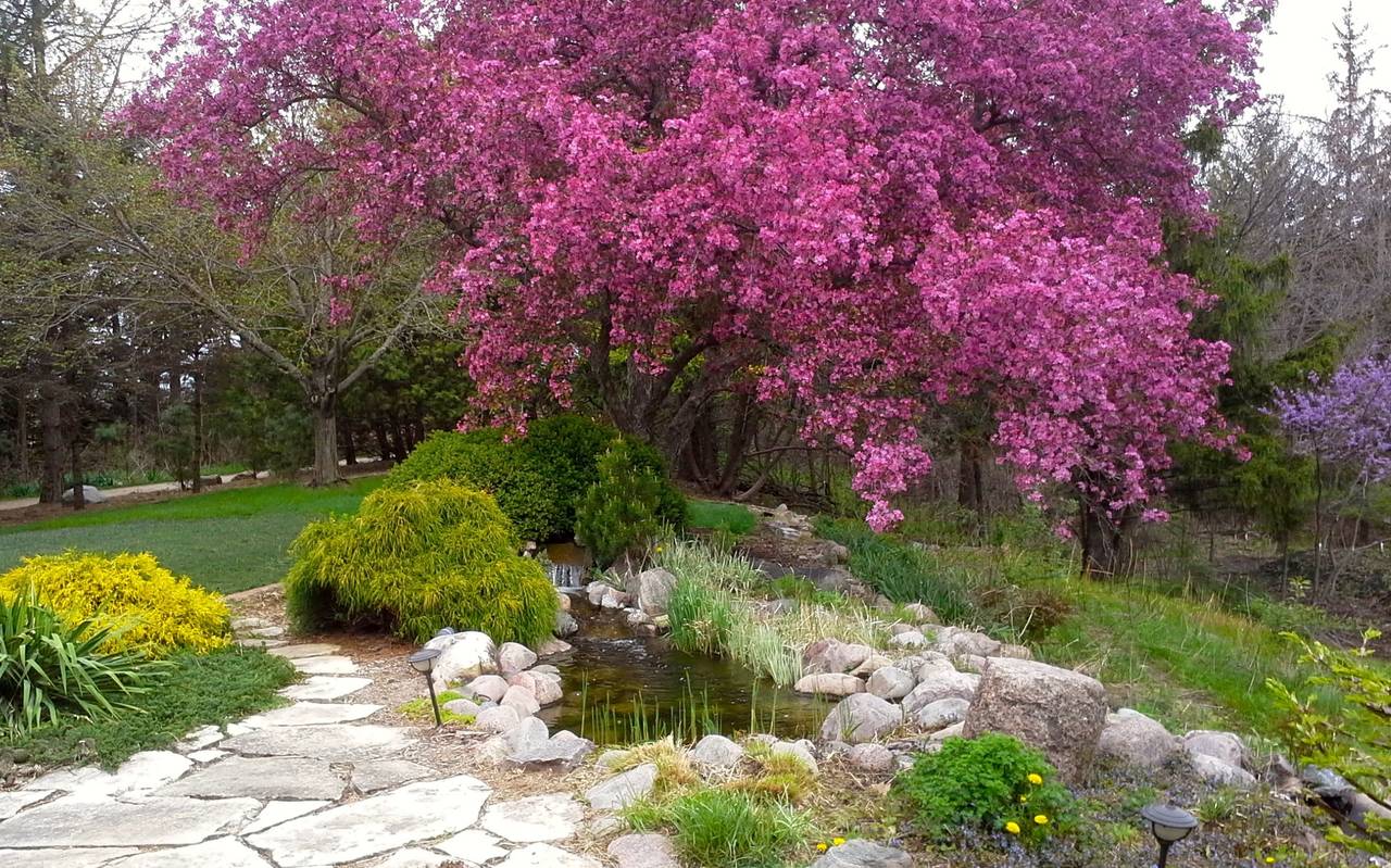 Water garden upper pool in spring.